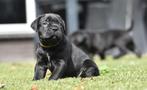 Schitterende cane corso reu pup te koop, Dieren en Toebehoren, Nederland, CDV (hondenziekte), 8 tot 15 weken, Meerdere