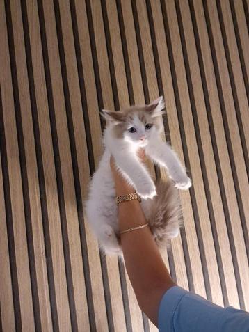  Nog 1 mooie ragdoll kittens te koop (kater)  beschikbaar voor biedingen