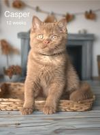 100% cinnamon jongen Casper! Verhuisklaar ️, Dieren en Toebehoren, Katten en Kittens | Raskatten | Korthaar, Kater