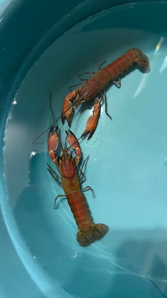 Cherax Boesemani red brick, Dieren en Toebehoren, Kreeft, Krab of Garnaal