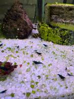 Prachtige jonge Blue Diamond garnalen, eigen kweek, Kreeft, Krab of Garnaal