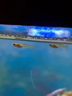 5 x baby guppies, Dieren en Toebehoren, Vissen | Aquariumvissen
