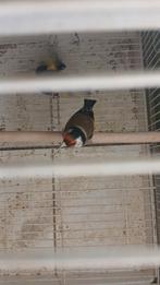 Een- Echt kleine koopel parva putter jaar 2025.DZ., Dieren en Toebehoren, Vogels | Overige Vogels, Meerdere dieren, Wildzangvogel