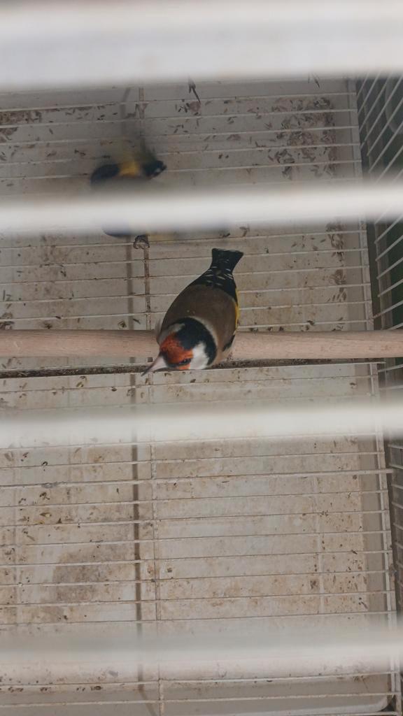 Een- Echt kleine koopel parva putter jaar 2025.DZ., Dieren en Toebehoren, Vogels | Overige Vogels, Wildzangvogel, Meerdere dieren