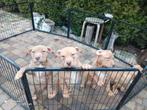 NIEUWE FOTO’S  Pitbull Red Nose Terrier pups sterk & gezond!, Particulier, Overige rassen, 8 tot 15 weken, Buitenland