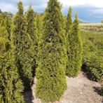 Thuja smaragd, Ophalen, Conifeer, 100 tot 250 cm