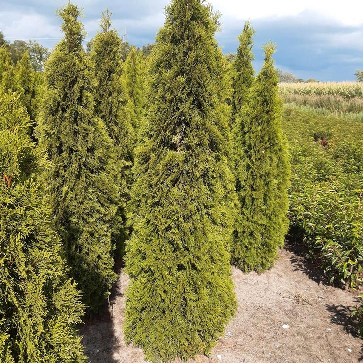 Thuja smaragd, Tuin en Terras, Planten | Struiken en Hagen, Conifeer, 100 tot 250 cm, Ophalen