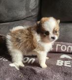 Super mooie dwergkees pups te koop, Dieren en Toebehoren, België, Particulier, Rabiës (hondsdolheid), Overige rassen