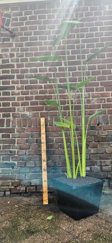 Thalia dealbata Vijver moeras plant beschikbaar voor biedingen