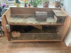 2 gezellige cavia’s, Cavia, Mannelijk, Juli, Tam