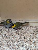 Kleine Cubavinken koppel., Dieren en Toebehoren, Vogels | Overige Vogels, Meerdere dieren