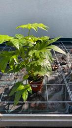Fatsia, Tuin en Terras, Planten | Tuinplanten, Ophalen, Volle zon, Groenteplanten, Eenjarig