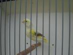 Kanarie.., Dieren en Toebehoren, Geslacht onbekend