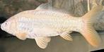 Perfecte Japanse Doitsu Karashigoi !! 30 cm, Karper of Koi