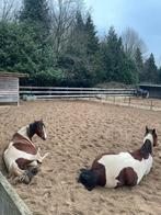 1 plek vrij op onze paddock bij Charming Stables, Dieren en Toebehoren