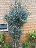 Eucalyptus, Tuin en Terras, Planten | Bomen, Ophalen, Overige soorten, 100 tot 250 cm