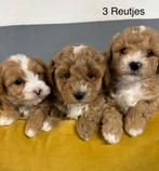 Maltipoo pups, Dieren en Toebehoren, Nederland, Overige rassen, 8 tot 15 weken, Meerdere