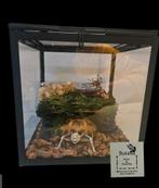 Vierteen schildpad skelet in vitrine, Verzamelen, Dierenverzamelingen, Nieuw, Ophalen of Verzenden