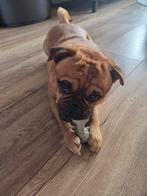 Retromops reu 2 jaar oud zoekt huisje met hondenmaatje, Dieren en Toebehoren, September, Mannelijk