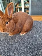 Rode Nieuwzeelander;  jonge ram, Dieren en Toebehoren, Konijnen, Mannelijk, Groot