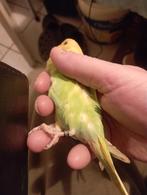 Tamme grasparkieten, Dieren en Toebehoren, Ophalen, Kooi-accessoires