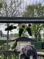 Twee koppels dwerg papegaaien., Dieren en Toebehoren, Vogels | Parkieten en Papegaaien, Meerdere dieren, Dwergpapegaai of Agapornis