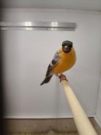 Gele pastel goudvink 2025, Dieren en Toebehoren, Vogels | Overige Vogels, Mannelijk, Wildzangvogel, Geringd