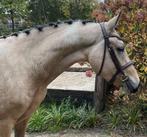 EYECATCHER 3,5 jarige NRPS D-pony merrie valk bont, Dieren en Toebehoren, Pony's, Merrie, B, Gechipt, Springpony