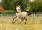 Paradise Sir Lux: prachtig Connemara hengstveulen, Dieren en Toebehoren, Pony's, Gechipt, 0 tot 2 jaar, Hengst, Onbeleerd