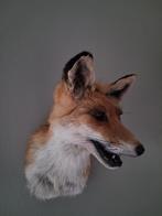 Opgezette vossekop NIEUW, Verzamelen, Dierenverzamelingen, Ophalen of Verzenden, Nieuw, Wild dier, Gewei of Kop