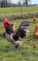 Prachtige (broed) toom australorp, Dieren en Toebehoren, Pluimvee, Meerdere dieren, Kip