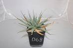 Agave utahensis, Huis en Inrichting, Kamerplanten, Vetplant, Ophalen of Verzenden, Minder dan 100 cm, Volle zon