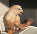 Opgzette Marter - Zeer Goede Staat, Ophalen