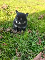 Pomchi pups, pomeriaan/dwergkees/chihuahua puppy, Overige rassen, 8 tot 15 weken, Meerdere, Meerdere dieren