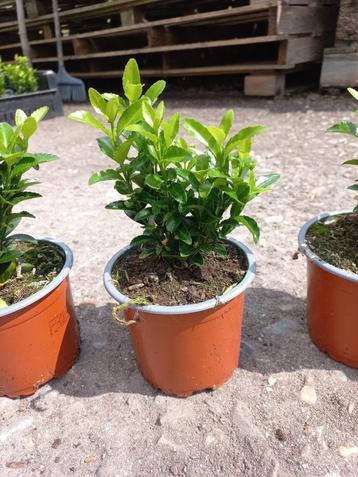 Euonymus jap. 'green Spire' beschikbaar voor biedingen