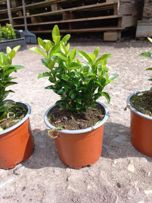 Euonymus jap. 'green Spire', Tuin en Terras, Planten | Struiken en Hagen, Haag, Overige soorten, Minder dan 100 cm, Ophalen