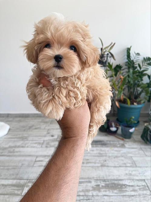 Exclusieve Maltipoo F1, Micro pups (Maltezer/Toy Poedel), Dieren en Toebehoren, Honden | Chihuahua's en Gezelschapshonden, Meerdere dieren