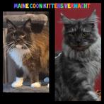 Maine coon kittens met stamboom verwacht, Dieren en Toebehoren, Katten en Kittens | Raskatten | Langhaar, Meerdere dieren, Gechipt