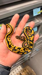 Leopard orange dream 100% het clown ball python, Slang, 0 tot 2 jaar