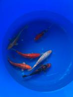 Koi mix, Dieren en Toebehoren, Karper of Koi