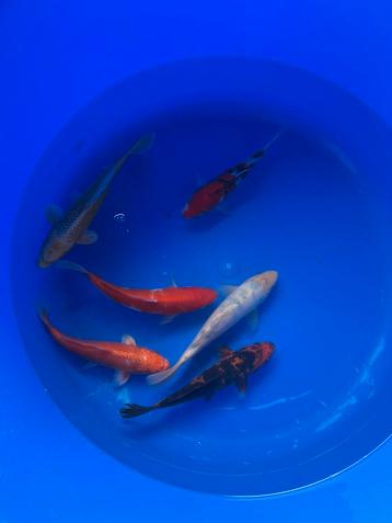 Koi mix beschikbaar voor biedingen