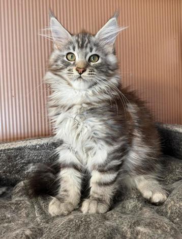 Maine coon kitten met stamboom beschikbaar voor biedingen