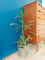 Dracanea plant met pot, Groene kamerplant, Ophalen, Halfschaduw, Minder dan 100 cm