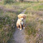 Lieve Nova scotia retriever (toller) x golden retriever pup, Dieren en Toebehoren, Rabiës (hondsdolheid), 15 weken tot 1 jaar