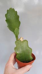 Epiphyllum Beavertail blad cactus, Huis en Inrichting, Ophalen of Verzenden, Minder dan 100 cm, Bloeiende kamerplant, Volle zon