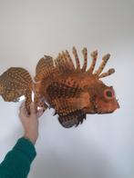 6x placemat Koraalduivel vissen lionfish, Ophalen of Verzenden, Nieuw
