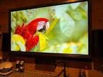 Prowise touchscreen televisie 75 inch, Gebruikt, 50 Hz, 100 cm of meer, 4k (UHD)