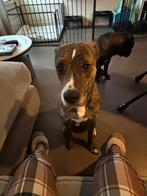 Americanse stefford, Dieren en Toebehoren, Honden | Bulldogs, Pinschers en Molossers, Reu, Rabiës (hondsdolheid), Bulldog, Eén hond