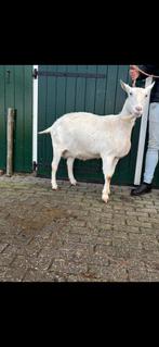 Witte geit, CAE en CL vrij, Dieren en Toebehoren, Schapen, Geiten en Varkens, Vrouwelijk, Geit