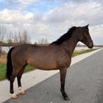 Veelbelovende spring ruin “Van gogh x Ramiro’s Son”, Dieren en Toebehoren, Ruin, Springpaard, 3 tot 6 jaar